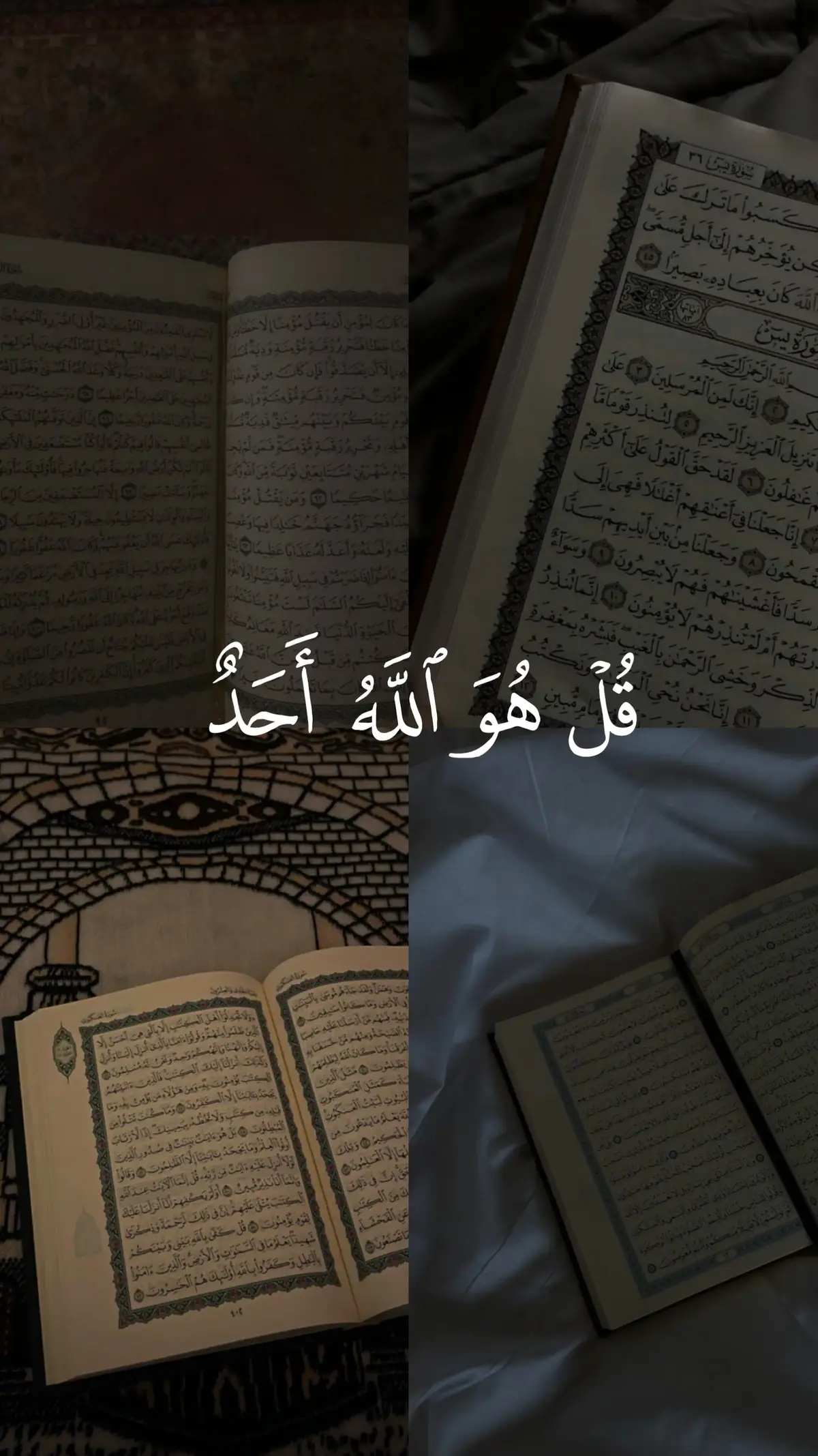 سورة الإخلاص #بلال_دربالي #قرآن_كريم #quran #قرآن #quran_alkarim 