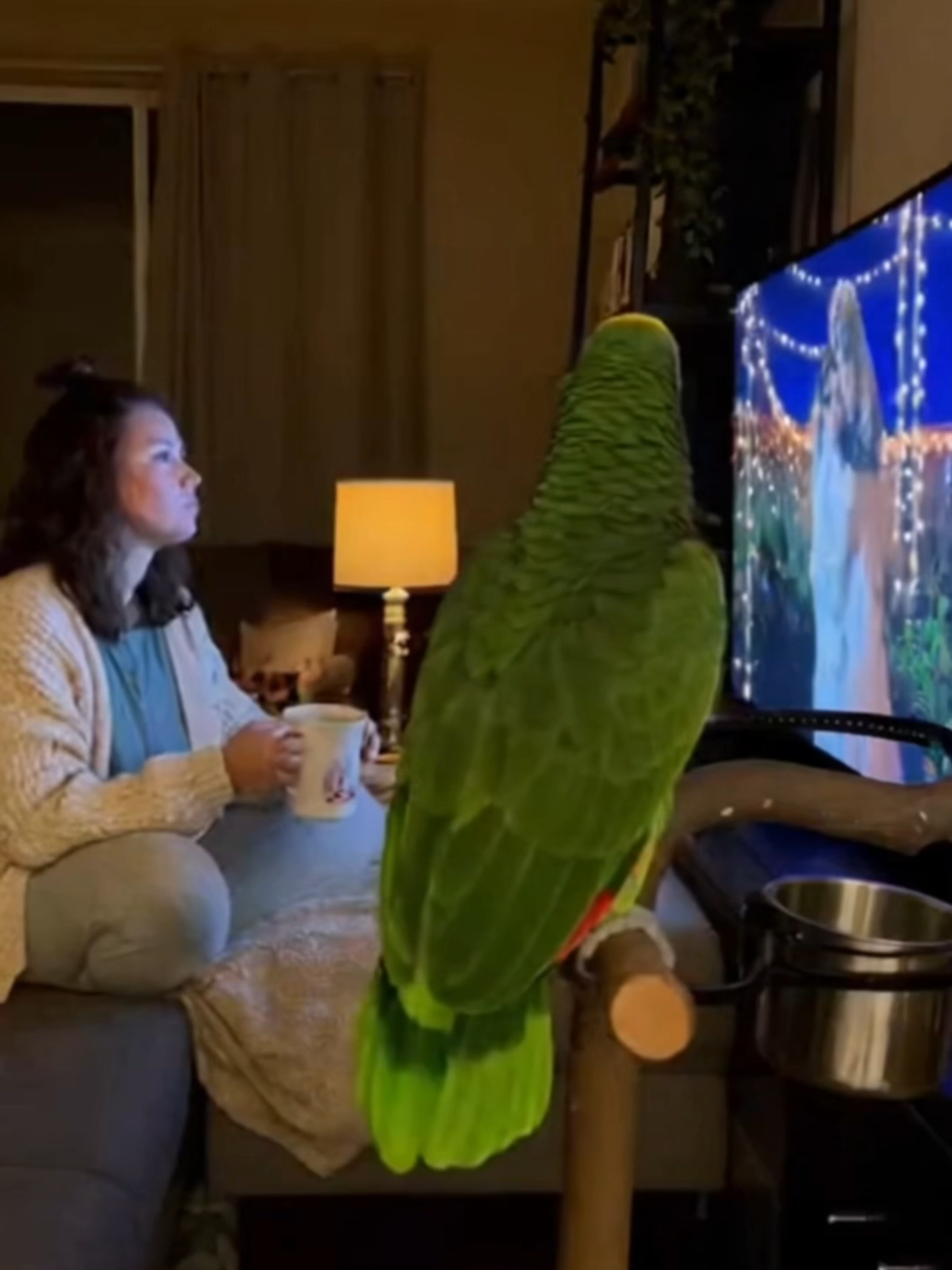 The Parrot Who Talked Too Much  #tranding #fyp #parrot #funnyvideos