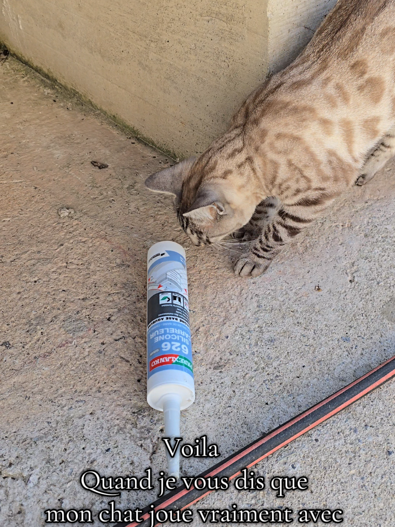 Les épisodes de Tom & Jerry 🐈‍⬛🐭qui finissent toujours bien 💖 #cat #bengal #fyp #pourtoi #CatLife 