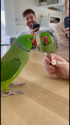 😂 This parrot never stops joking! Every clip, new fun and crazy vibes 🦜🔥 #FunnyParrot #TalkingParrot #ComedyBird #ParrotVibes #ViralParrot