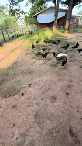 #เลี้ยงไก่ #บรรยากาศบ้านนอก🏕️🌻 #ทุ่งนา #คิดถึงทุ่งนาคิดถึงบ้านนอก🌾🍃 #สวน 