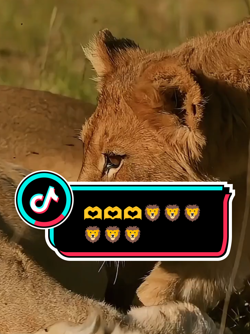 LOVE'S 🦁👑💞#Love #fyp #TikTokTrends #viral #trending 