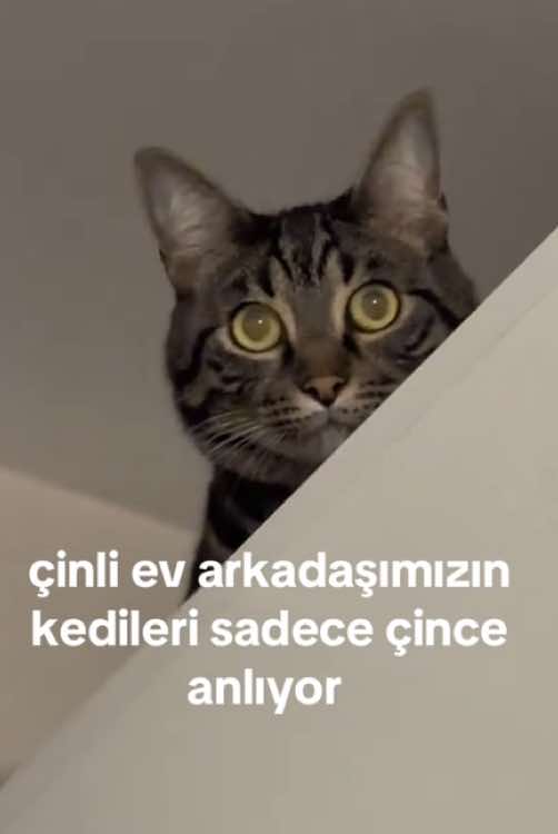 aslında adı kebap ve türk bir kedi 🙄 #kedi #türkiye #çince #cat #chinese 