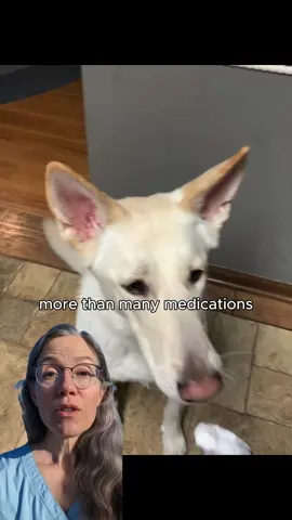 #dog #puppy #fyp #pets #usa                  