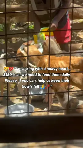 Kindness saves lives. Be the reason a hungry dog smiles today 🐾💖 #fyp #pets #virl #kindness #donate 