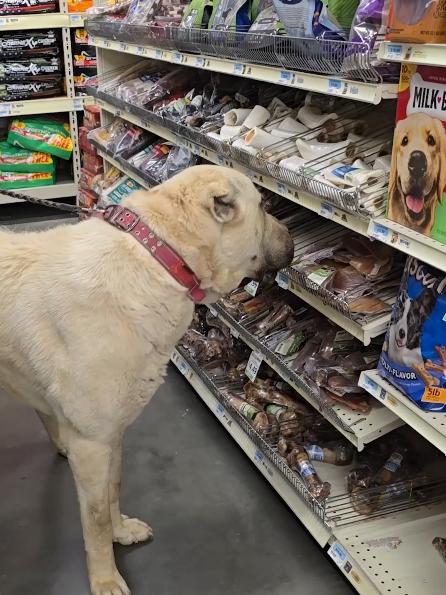 Az's first time in a store #narrowayhomestead #offgridlife #aslandog #store #bozshepherd