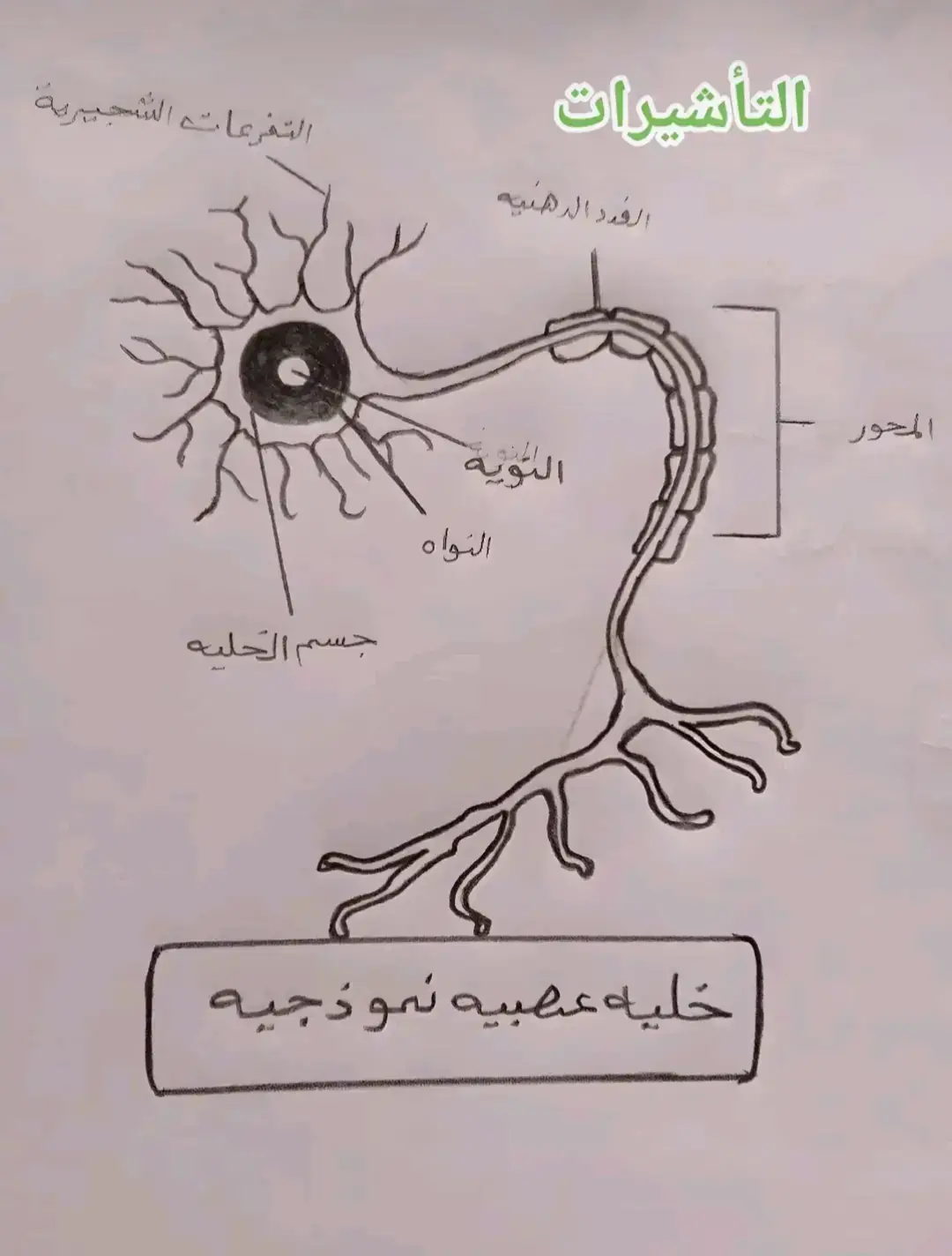 خلية عصبية نموذجية                                                        رسم توضيح من مادة  الأحياء للصف الثالث متوسط 