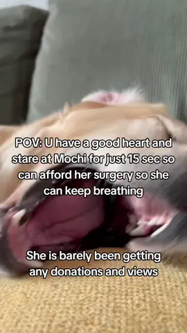 𝗗𝗼𝗻𝗮𝘁𝗶𝗼𝗻 𝗶𝗻 𝗯𝗶𝗼❤️ This is Mochi my little baby, my best friend, my whole world. She was just diagnosed with a life-threatening illness, and without treatment..she won't make it. The vet said we need $4300 to start her care and give her a real chance Watching her get weaker each day is the hardest thing l've ever faced. 1 just want to hold onto her a little longer. Please...if you see this, help us. Even $1 or just a share could save her life, She's only 4 years old ...she still has so much love left to give Help us save Mochi's life. Thank you from the bottom of my heart #savemydog #savemybaby #doglove 