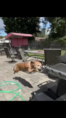 Idk why he did that #dog #parkour 