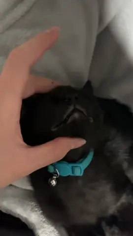 He’s got countless emotions #fyp #cattok #catsoftiktok #cat #kitten 