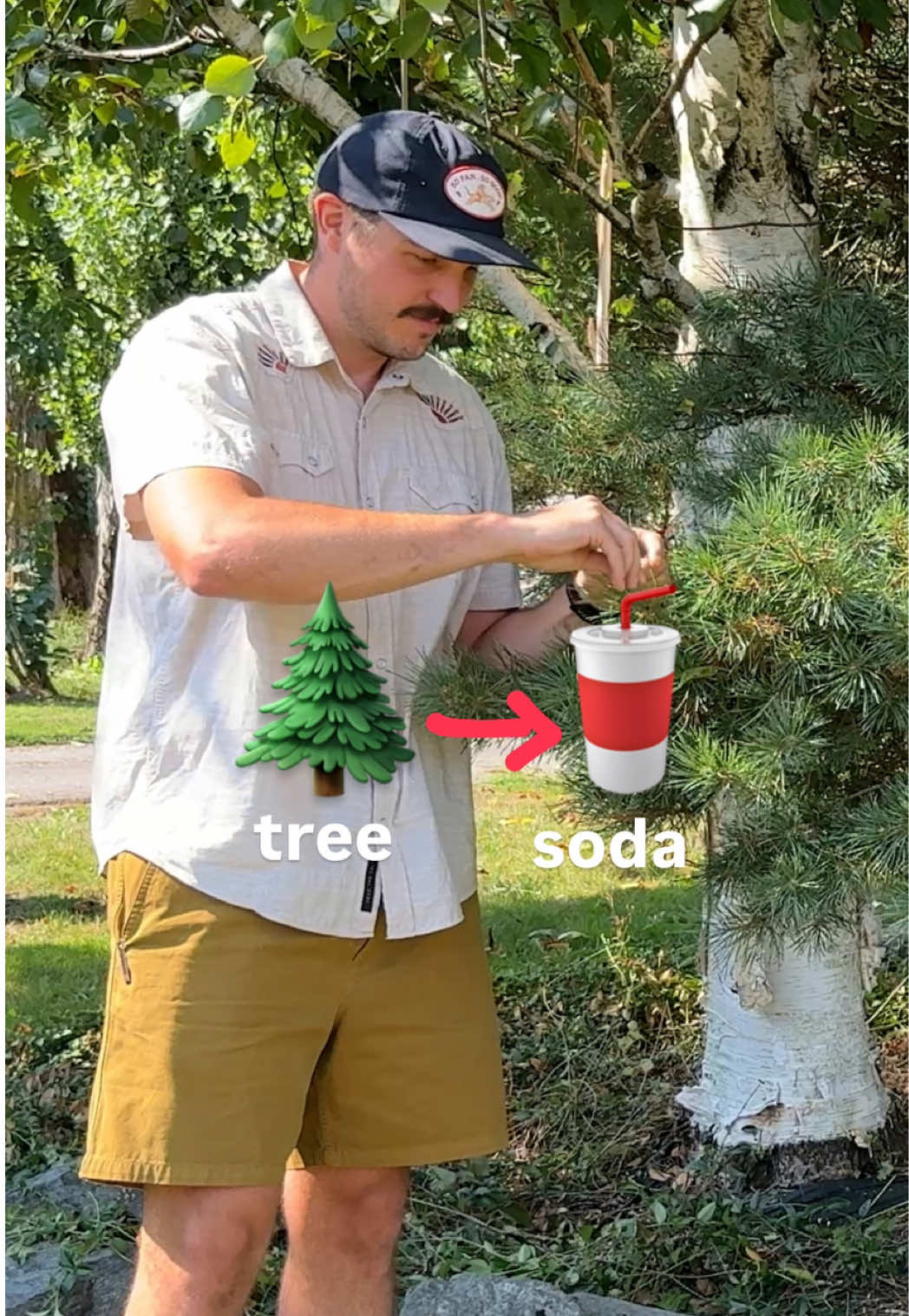 pls don’t use a toxic ☠️ tree though!  #soda #pinetree #pineneedlesoda #foraging 
