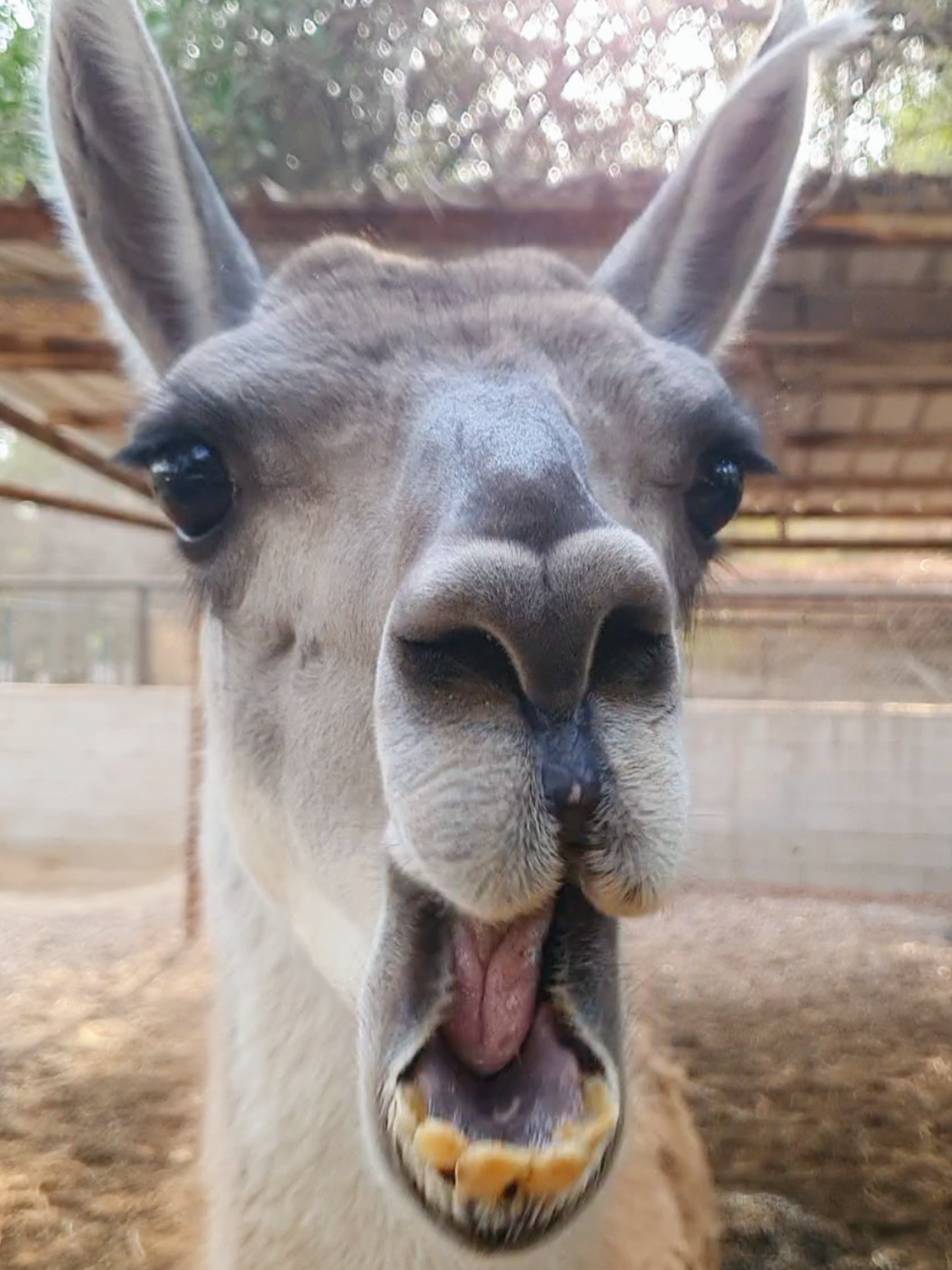 My ex🤣🤣🤣🤣🤣🤣#funnyvideo #funnyvideos #funnyanimals #foryoupage 