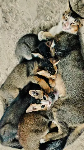 perjalanan dan perjuangan seorang ibu ke anak-anak nya #katakata#Terbaru#fyyyyppppppp#viraltiktok 