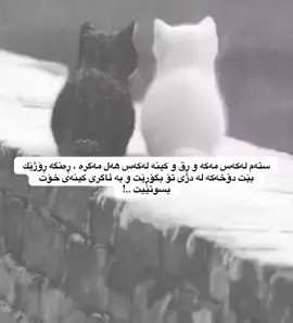 #d_shex #foryoupage #explore 