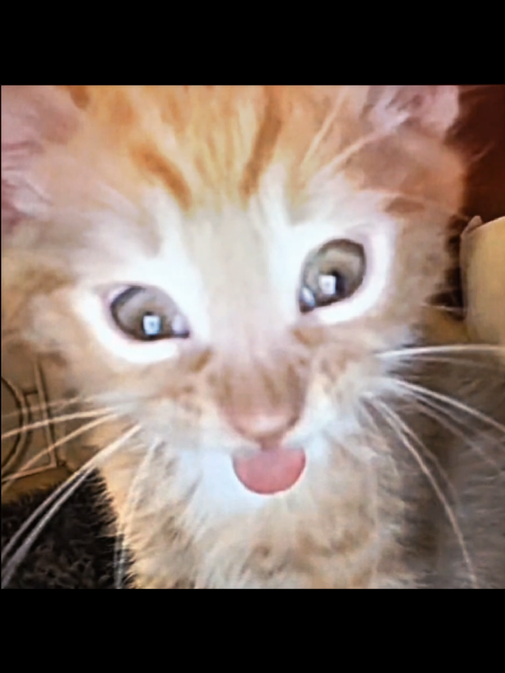 #cat #fyp  #edit  #catedit 