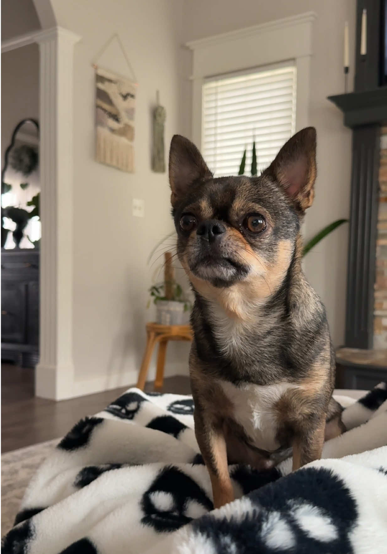 #teetsmcgee1 #chihuahua 