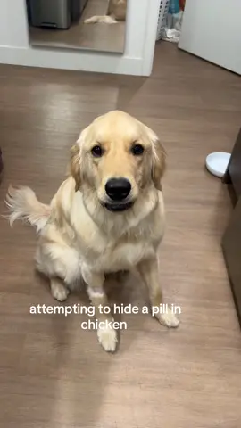 does not like taking pills🧍🏻‍♀️ #goldenretrieverlife 