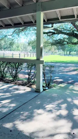 VV King William is retired and living his best life. We leave the door to his stall open during the day and he goes wherever his heart or stomach leads him. #History #Love #family #heart #❤️ 