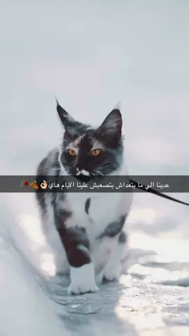 #اكسبلورexplore #رهط_تل_اسبع_اشقيب_عرعره_حوره_هداج__ #تصويري_احترافي_الاجواء👌🏻🕊😴 #اكسبلورexplore❥🕊🦋💚❤ #العبارات_عليكم🙂🖤🖇 