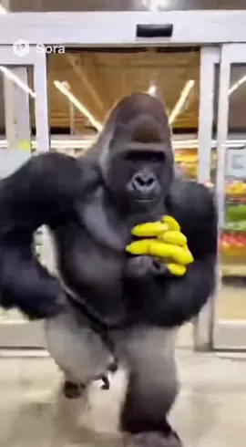 Banana heisting all day, all night 🍌🦍#bananaheist #soraai #sora2 #gorilladomination 