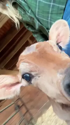 Look at this guy! This calf really wanted to see himself in the phone 😂 #farmlife #babycow 