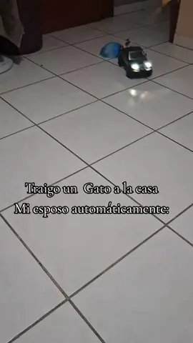 #contenido #gatos 