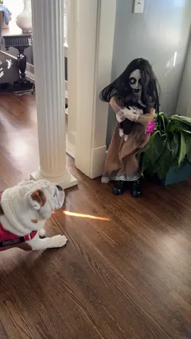 #foryoupage #englishbulldog #scareddog #halloween #dogs