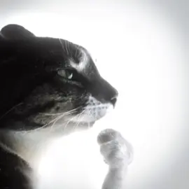Ragebait cat Ragebait dog || #ragebaitcat #ragebaitdog #viralpost #blowthisup #foryoupage 