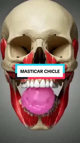 😬 ¿Masticas chicle todos los días? No es solo por el aliento fresco… 🧠 1. Concentración turbo: aumenta el flujo al cerebro y mejora memoria y enfoque. 😌 2. Menos estrés: baja el cortisol hasta un 16 %. 🍽️ 3. Menos antojos: engaña al cerebro y ayuda a controlar el hambre. 🦷 4. Protege tus dientes: más saliva, menos caries. ⚡ 5. Mejora el ánimo: te pone más relajado y positivo. 💬 Comenta libro si quieres aprender más sobre remedios naturales y síguenos para optimizar tu salud. #salud #saludybienestar #vidasana #chicle 