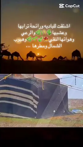 اشتقت للباديه 1مليون #viralvedieo #viral #tilawat #❤️❤️❤️❤️ #تصميم_فيديوهات🎶🎤🎬تصميمي🔥  @🐬   بين العقل والقلب لا يخطي 