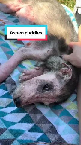 More sweet Aspen cuddles (and yes, a proud potty break) to brighten your feed today. ☀️💛 This brave little pup is soaking up the sunshine and comfort of gentle hands — a far cry from the dirt road kennel he was found in just days ago. 🩹 He’s got a vet check tomorrow and will be heading to his foster home soon, where he’ll keep healing and learning what it means to be loved. Please continue to donate to Aspen’s care and to others still in our clinic — like Zora — who are waiting for their own second chance. 💛 – ALL donations are tax-deductible – #houstonrescue #dogrescuetok #HealingJourney #rescuepuppy #threelittlepittiesrescue