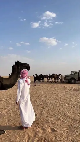 ابناسي واسمي لي مكان انشد عني يالي ذاهب 🔥👌.                                                  #شعراء_وذواقين_الشعر_الشعبي #شتاوي_وغناوي_علم_ع_الفاهق❤🔥 #تصميم_فيديوهات🎶🎤🎬 #اجدابيا #سبها_ليبيا_الجنوب_الليبي 
