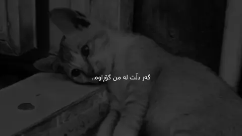 ڕەنگە شەو هەر تەنها بۆ خەو نەبێ! ئەوەتا من بە درێژای شەو ویستوومە بنووم بەڵام خەو ناچێتە چاوە ماندووەکانم هەستەکەم چیتر لاشەم بەرگەی ئازارەکانی ناوەوەم ناگرێ .. #maghrur #fyp #fypシ゚ #actives? #4u 