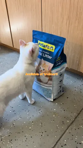 For cat parents 📣🐱@PetSafe Brand @Walmart #petsafe #PetSafePartner #gifted #walmartfind
