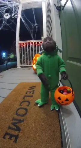 NOOOOOO MY BABY!!!!!! #foryoupage #funny #sad #sora #monkey 