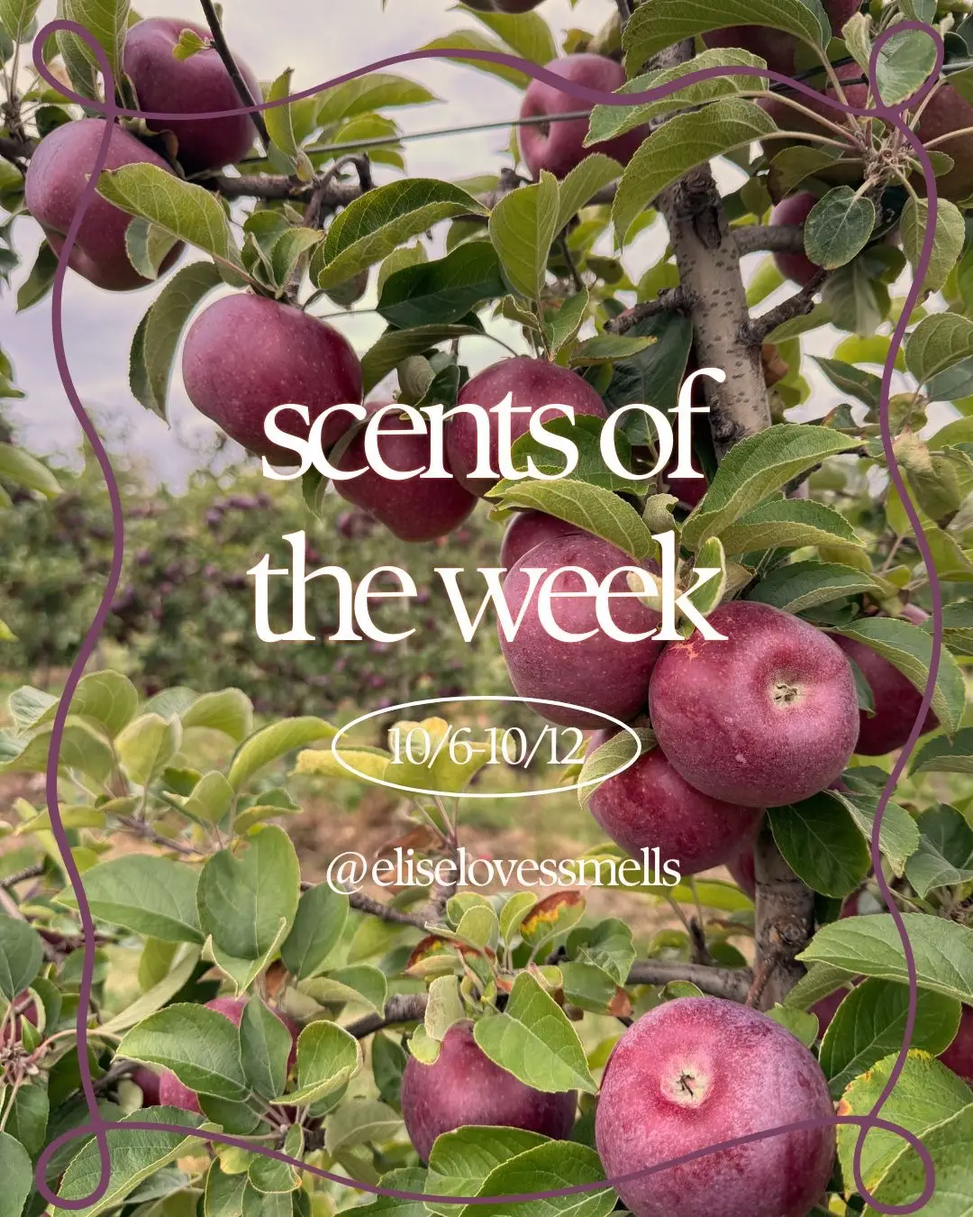 Spooky, smokey, spicy autumnal vibes for me last week 🦇🥀🌬️ what were your favorite scents of last week? #sotw #sotd #scentoftheday #nicheperfume