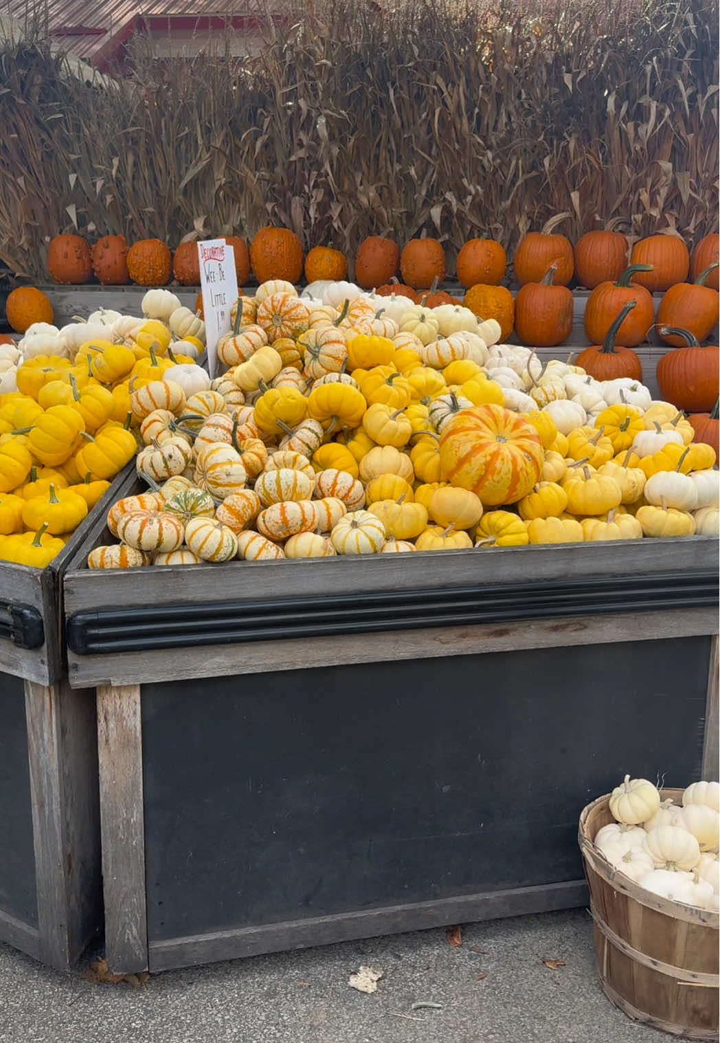 fall🙌🙌🙌 #fyp #blowthisup #viral #likethisvideo #fall 