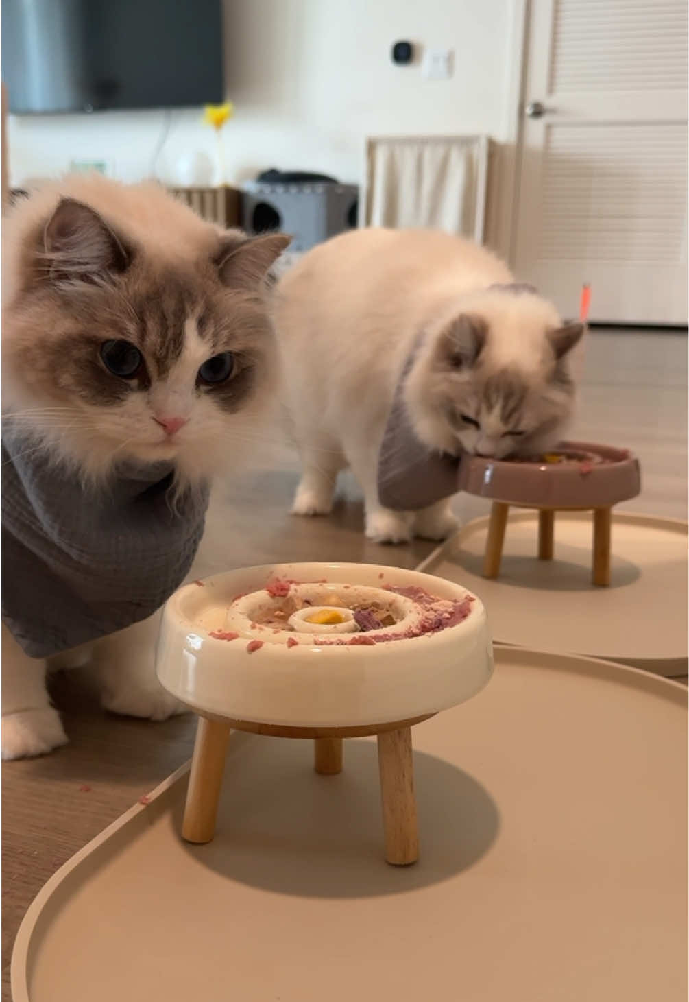 being a cat owner means knowing how important it is to keep boxes around the house 😂  @Viva Raw #catasmr #petasmr #whatifeedmycats #ragdollcats 