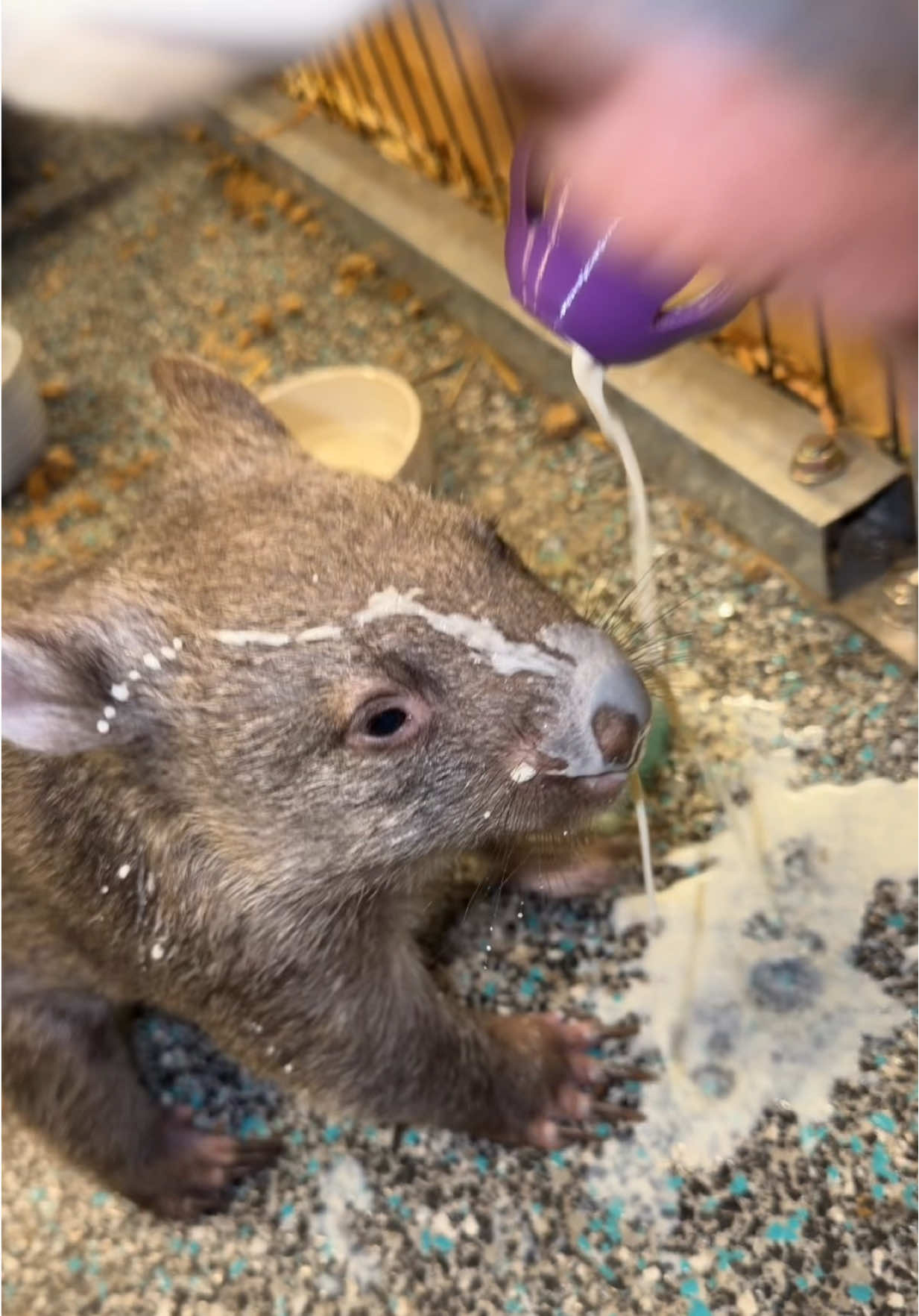 Steve-O 🐻 has officially graduated to staying out in the animal hospital with the bigger wombats, proving to himself that he’s a big boy now! 💪 We’ve started migrating him over to the bottle feeders, but his first go was a complete disaster… milk went absolutely everywhere, all over the floor, all over me, and all over Steve-O 😂 But by the second go, he had it nailed. He’s using our magnetic bottle holders that we designed and 3D printed on the Prusa Core One, really nifty bits of gear to make, and little trinkets like this go a long way in helping the animals and making feeds a whole lot easier. He’s coming along in leaps and bounds and doing such a ripper job. So proud of this little bloke, growing up fast and full of attitude already. On ya, Steve-O 💚 #WombatRescue #WildlifeRehab #ONYA #AussieWildlife #Wombat        