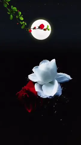 #💐🌸🌺🌹🌷🌼 #fypviralシviral #fypviralシviral #keşfet #keşfet 