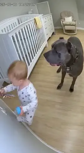 esse cãozinho salvou a criança  deixem nos comentários seu nome e a Cidade de onde você está assistindo ao vídeo  #criança #baby #babylove #apbt #pitbull 