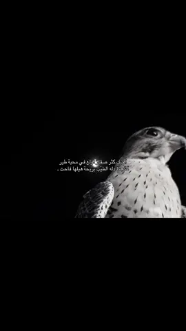 🌷 . #اكسبلور #4u 