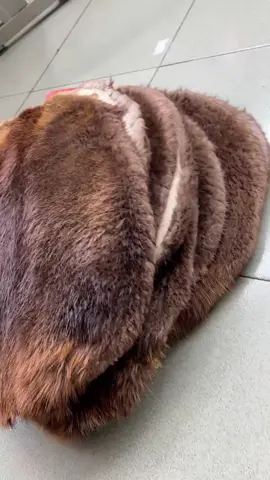 Beaver whole skin for fly tying