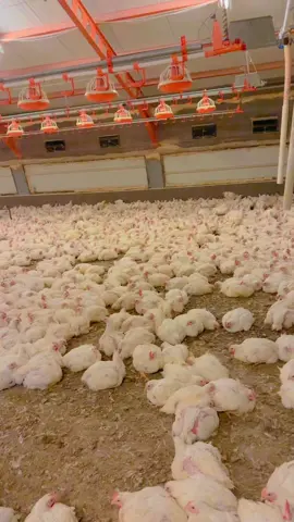 🐣🐥🐣🐥🐣🐥❤️