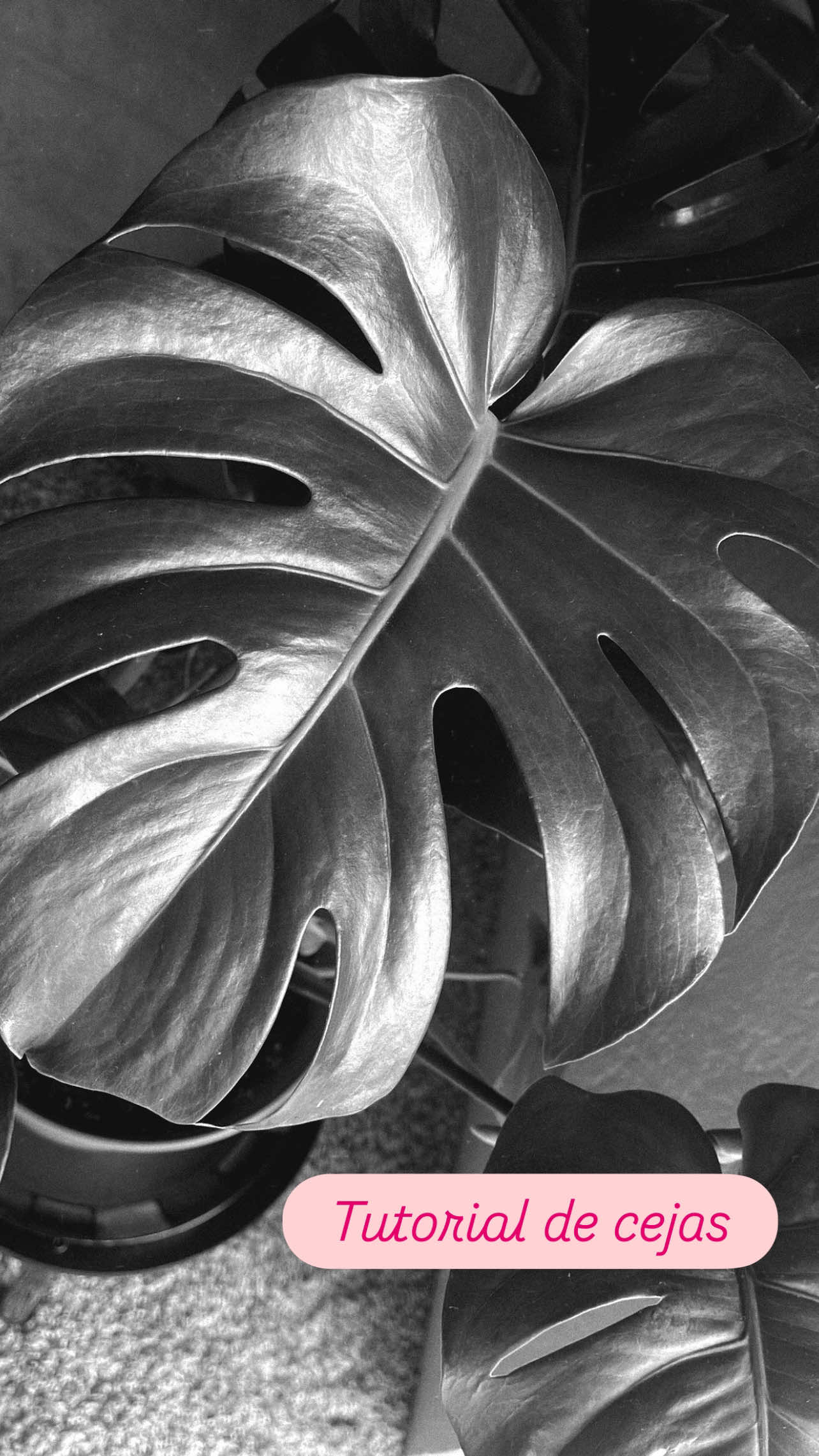 Como hacer un maquillaje de cejas perfectas con @Bissú  #cejas #maquillaje #bissuscosmetics #fymaquillaje #fy 