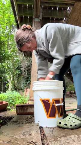 Part one of my walnut harvesting journey, but I wanted to share this video before the opportunity passes for anyone watching this who’s interested in harvesting their own black walnuts!  this is my first time ever trying this, but I learned about it last year on TikTok and I’ve been intrigued to do it ever since so I’m excited to share the final result in a few weeks and it’s just such a fun fall activity! ##blackwalnut##dcthings##dctiktok##dmvtiktok##dclocal