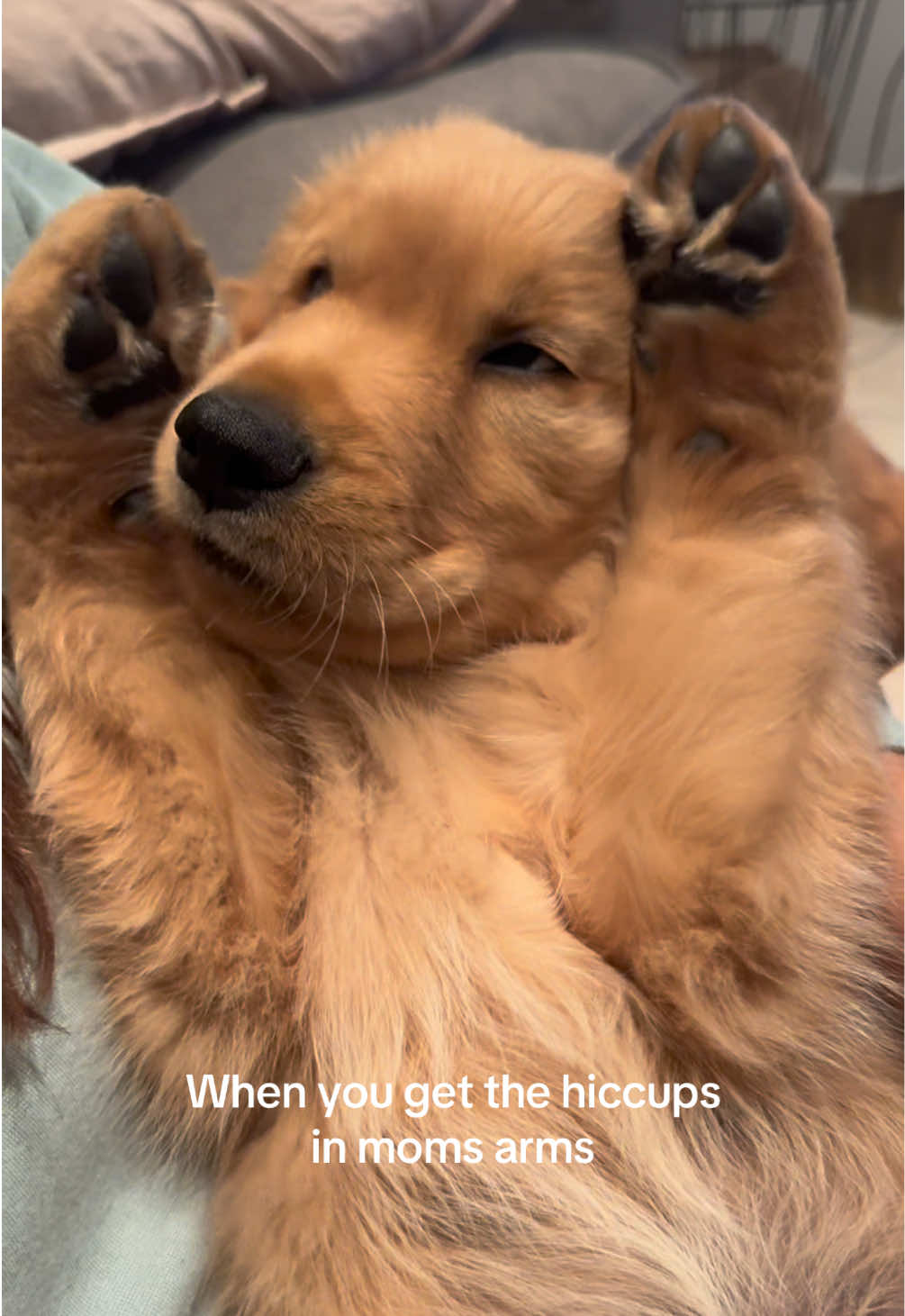 Hiccups part 2 i am melting🥹 #hiccups #goldenretriever #puppy 