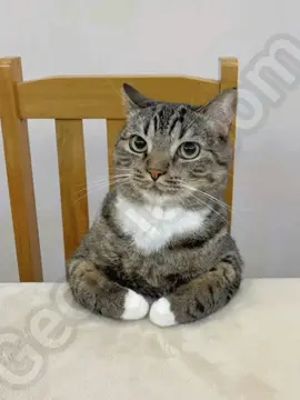 How life has been going #meme #fyp #funny #georgieebom #cat 