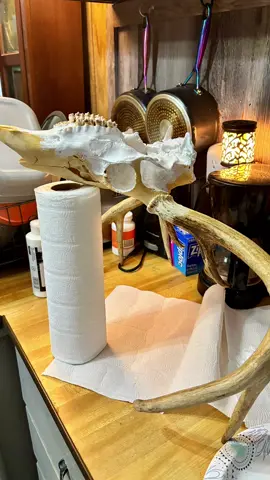 Working in my hubby’s buck from last year he got on rifle season. I am going to decorate it and then hang it on a plaque. @s sexton78  #fypシ #hunterxhunter #bigbuck #deermount 