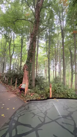 🪾🌳Fail Dead tree removal🌳🪾 #jeromeboomwerken #treeservice #fellingtrees #dangerousjob #fail 